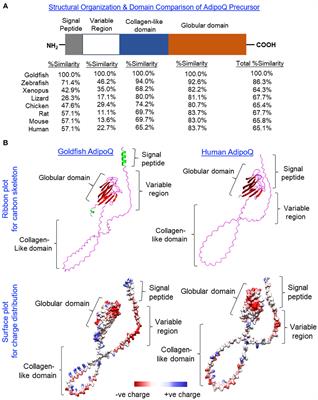 Goldfish adiponectin: (I) molecular cloning, tissue distribution, recombinant protein expression, and novel function as a satiety factor in fish model